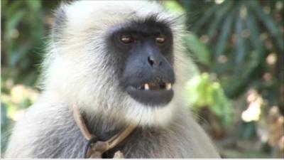 Black-faced langur monkey
