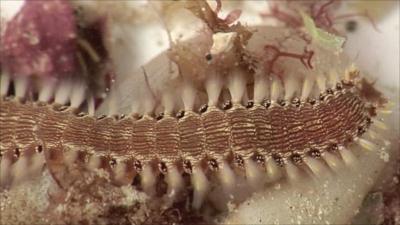 Bristle Worm