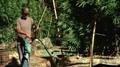 Area 101 marijuana plantation