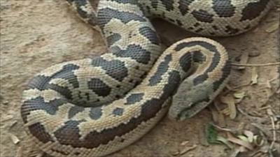 snake