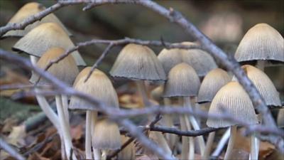 Mushrooms