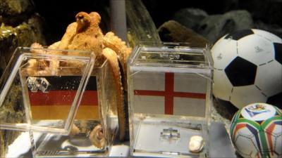 Paul the Octopus
