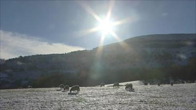 Sheep grazing in a snowy field