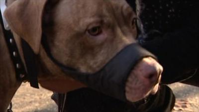 Pit Bull