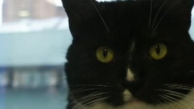 Cat for Downing Street