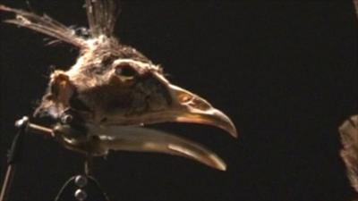 An interactive bird head