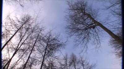 Trees in forest