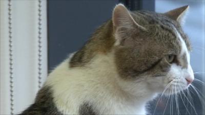 Larry the cat