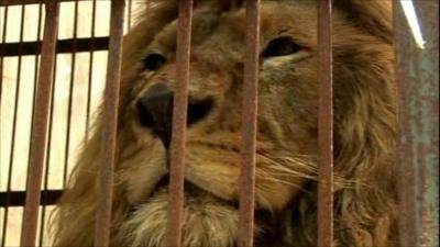 Lion in cage