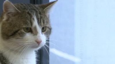 Larry the cat