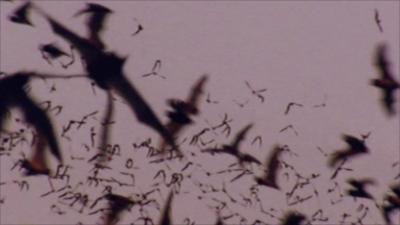 Bats in Austin