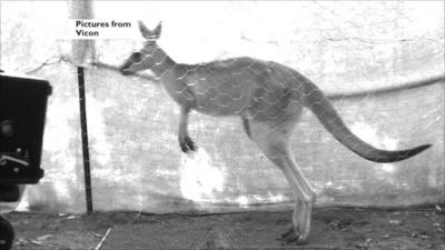 Kangaroo