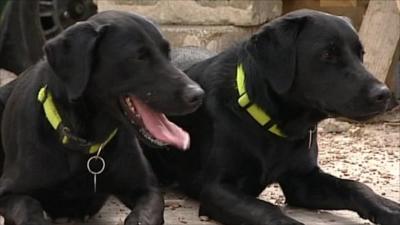 rescue dogs