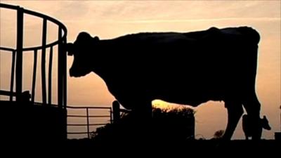 Dairy cow