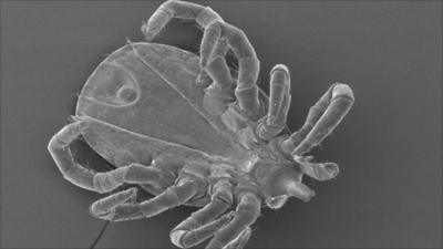 A sheep tick, the main purveyors of Lyme disease to humans