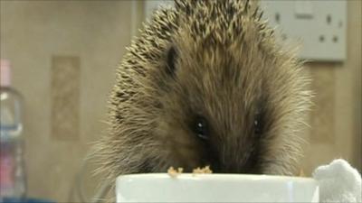 Hedgehog