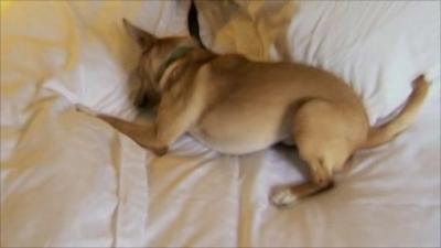 Dog on bed