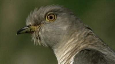 Cuckoo