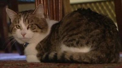 Larry the Downing Street cat