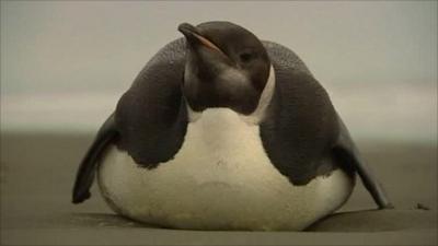 Emperor penguin