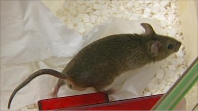 Rat
