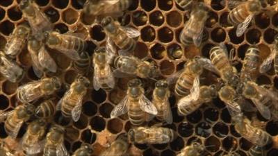 Bees
