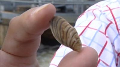 The zebra mussel