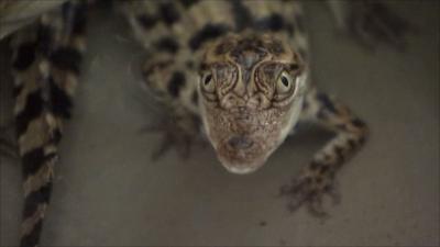 Siamese baby crocodile