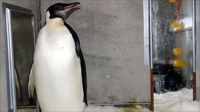 Happy Feet the penguin