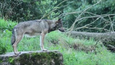 Grey wolf