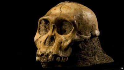 Australopithecus sediba skull