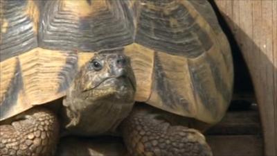 Tortoise