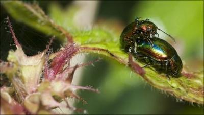 insects on leaf