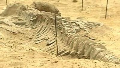 Whale's fossil