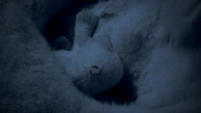 Frozen Planet