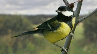 Bird