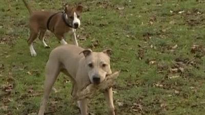 Dogs