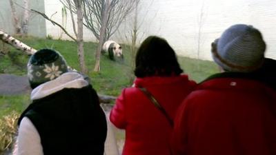 Visitors look at a giant panda in Edinburgh Zoo