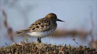 Spoon-billed sandpiper