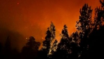 Trees with fire behind them