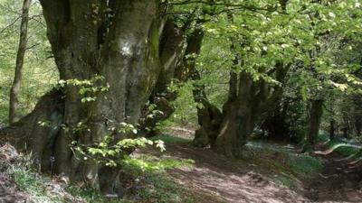 Wentwood Forest