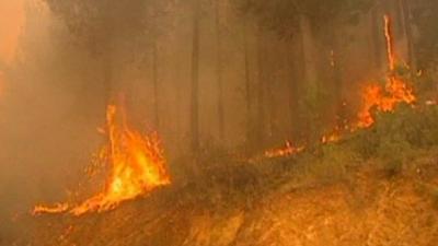Chile forest fires