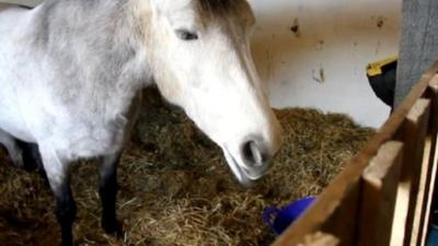 Horse inside its owner's home