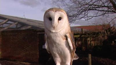 Barn owl at a farm