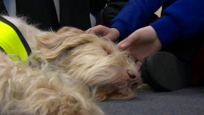 Audrey, an Italian Spinone dog