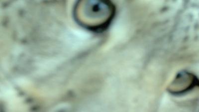 Snow leopard (Panthera/FFI)