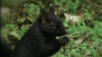 Black squirrel