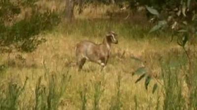 Goat on the run