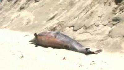 Dead dolphin