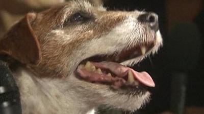 Uggie wins Golden Collar award